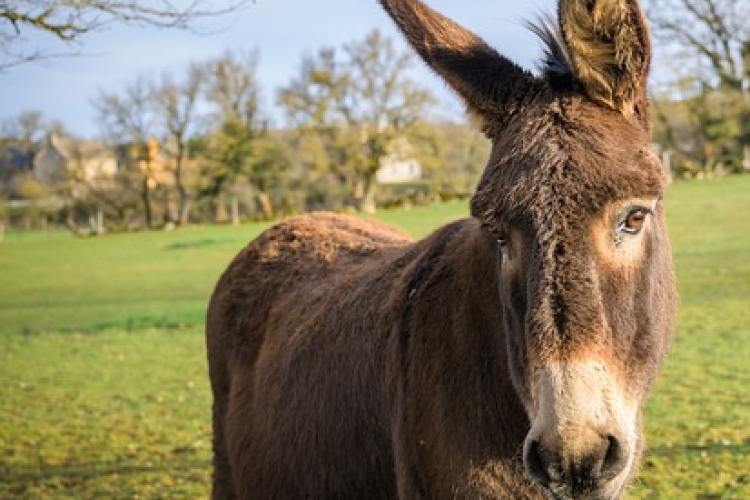 Szamárfarm és rezervátum nyílik Himod közelében