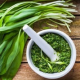 Medvehagyma gyűjtés és ételkóstolás