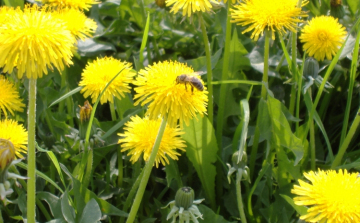 Nyílik a pitypang, abroncs lesz belőle 