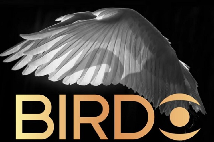 Birdo - Az év madárfotósa pályázat
