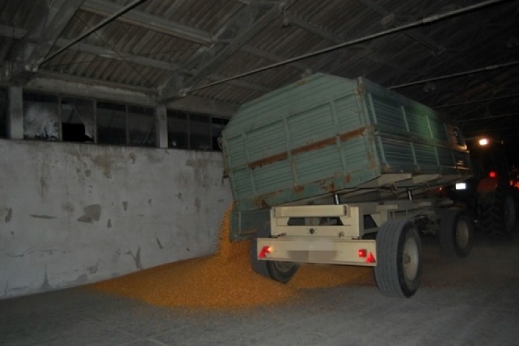 Kapuváron ellopták a learatott kukoricát