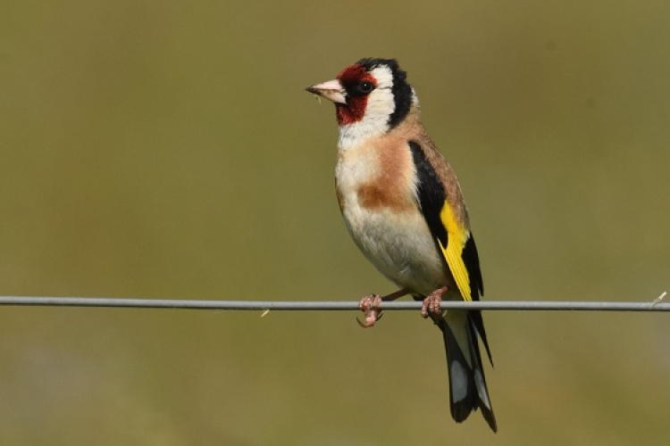 Meddig élhetnek a kertünk madarai?
