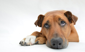 Soha ne menj el sérült, szenvedő állat mellett!