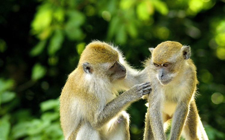 Szökött majmok élnek egy floridai repülőtér szomszédságában