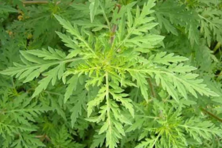 NNGYK: továbbra is nagyon magas a parlagfű pollenkoncentrációja