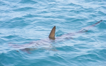 Drónokkal védik a fürdőzőket a cápáktól Ausztrália partjainál