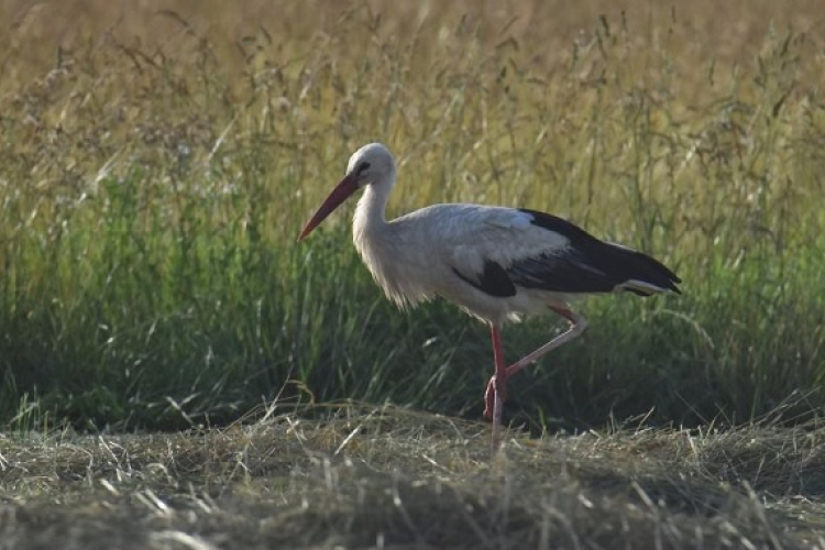 Rábapatonán költ az ország legöregebb gólyája