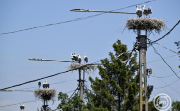 MME: a költési időszak előtt kell elvégezni a természetvédelmi szempontból érzékeny munkákat