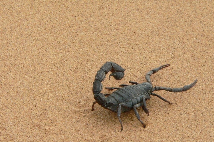 Több mint 430 millió éves skorpiókat azonosítottak kutatók