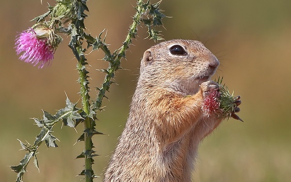 Természetvédelmi program az ürgék védelméért