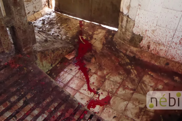 Mocsok és borzasztó állapotok miatt bezártak egy vágóhidat Fejérben - VIDEÓ