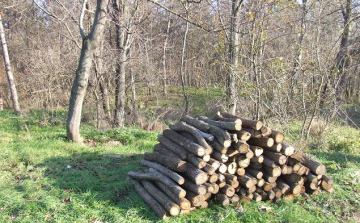 Az ellopott fa megvan, a tolvajt még keresik