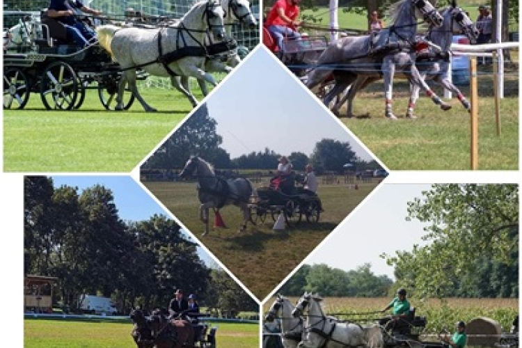 VIII. Csornai lovasnap