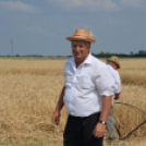 Hagyományos aratófesztivál Szilban