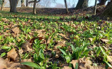 Medvehagymás napok Szanyban