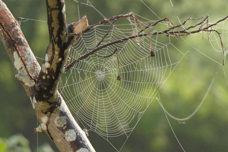A pókok evolúciójának hiányzó láncszemét fedezték fel egy 100 millió éves borostyánkőben