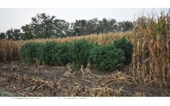 Marihuana ültetvényt rejtett a kukoricaföld Szil és Vág között