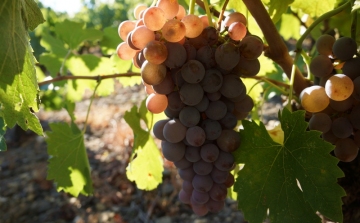 Veszélyben vannak a Balaton északi partjának szőlői 