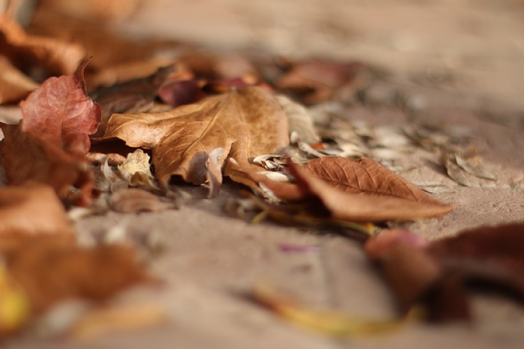 Őszi avargyűjtési akció Rábatamásiban