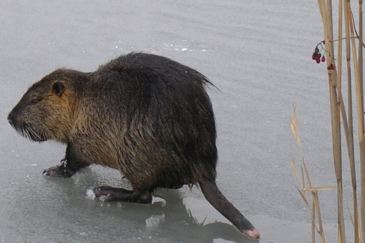 Nutriagyérítés a védett területeken 