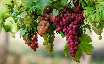 A tavalyihoz hasonló szőlőtermésre számít a hegyközségi tanács elnöke