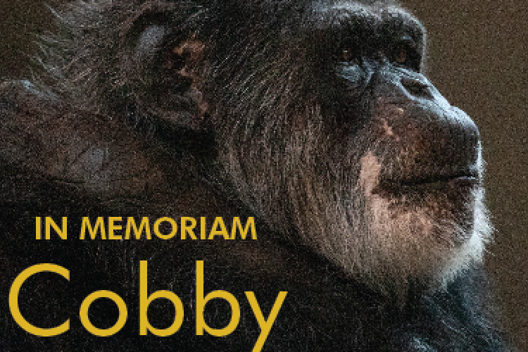 Elpusztult az észak-amerikai állatkertek legöregebb hím csimpánza 