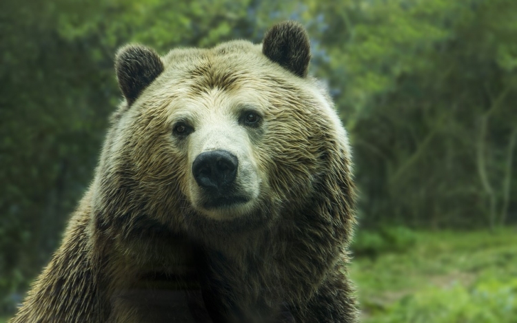 Egész Európában egyre több a medve