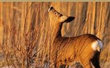 A vadászati idény miatt erdőlátogatási tilalmat rendeltek el Somogyban