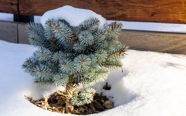 Februári teendők a kertben