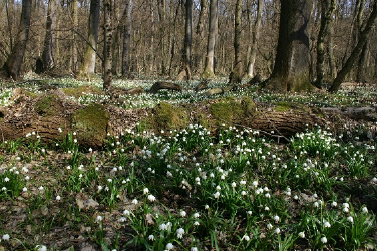 Lassan ébredezik a csáfordi tőzikés erdő