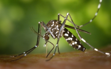 Terjed a chikungunya-vírus Olaszországban 