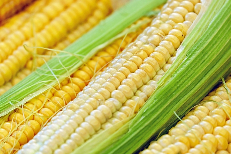 Több kukorica teremhet idén a tavalyinál