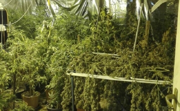 Cannabis-dzsungelt találtak a rendőrök egy ócsai házban – VIDEÓVAL