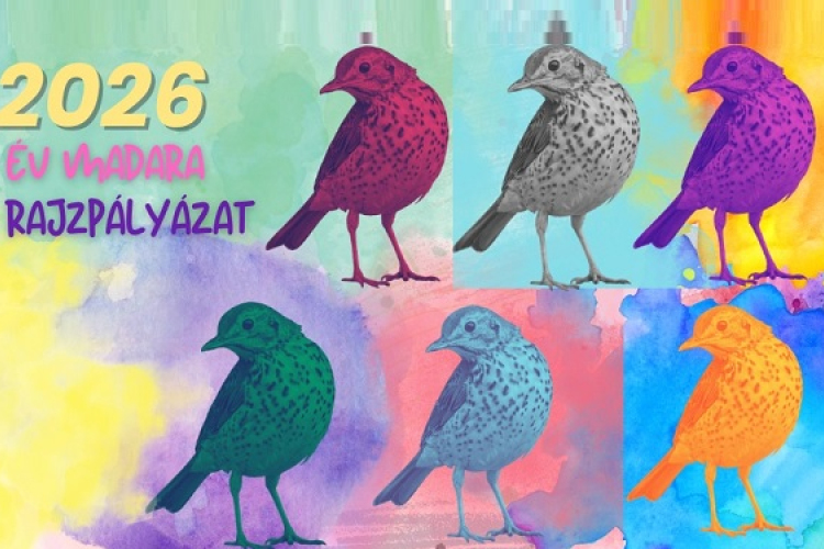 Év madara rajzpályázat