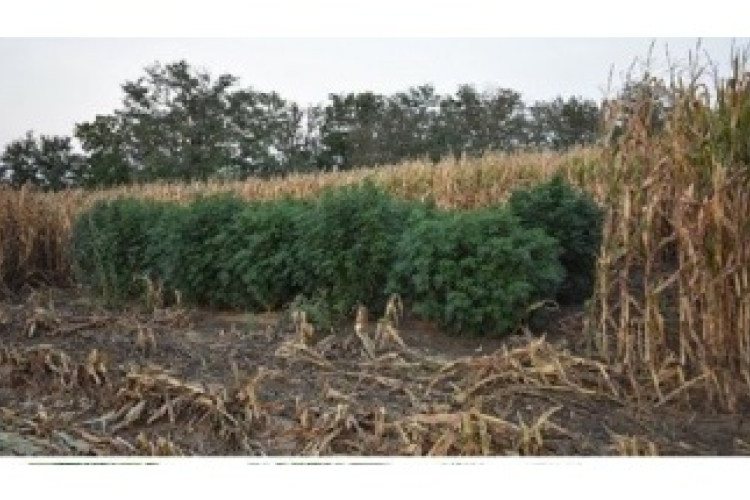 Marihuana ültetvényt rejtett a kukoricaföld Szil és Vág között