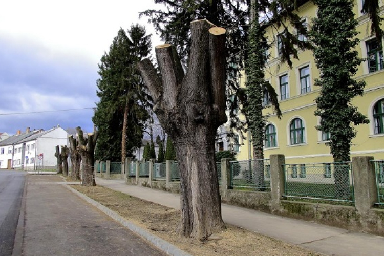 Ne költési időszakban vágjuk ki a fát!