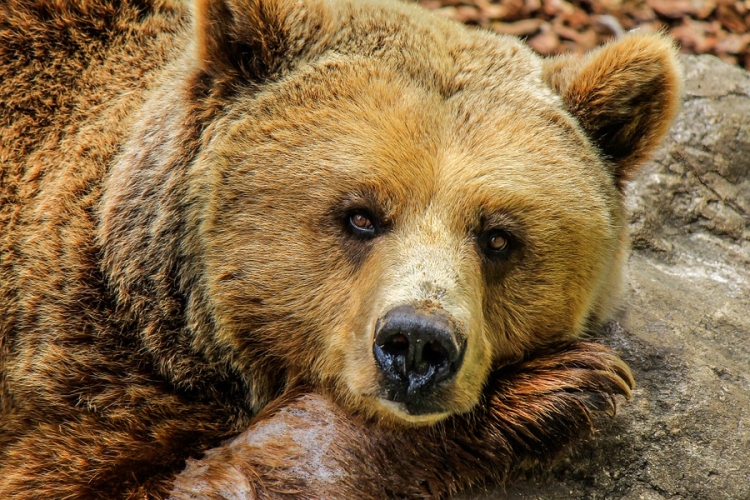 Medveprémet találtak egy autóban a záhonyi határállomáson