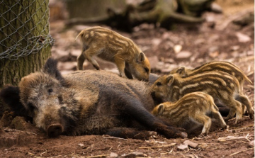 Vadásztábor Göbös-majorban