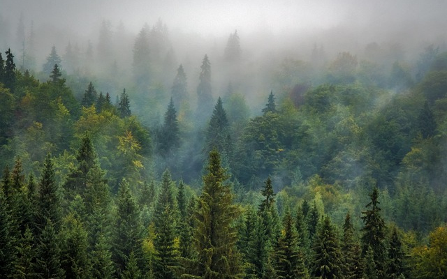 Rengeteg szenet nyel el a növényzet, ezért kulcskérdés az erdőségek megóvása egy elemzés szerint