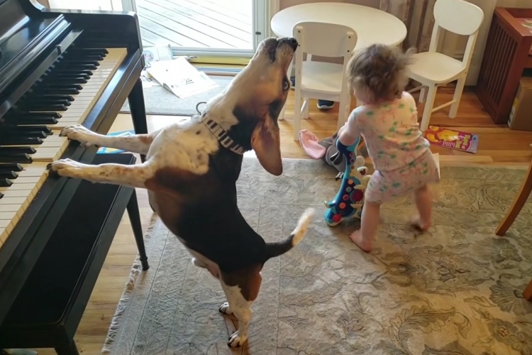 A kutya zongorázik, a kislány táncol, apa pedig videózik – VIDEÓ