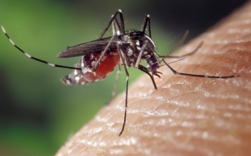 Szúnyoggyérítés lesz a héten több rábaközi településen