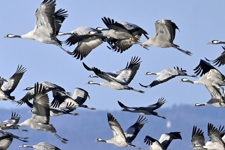 Áttelelő darvak a Fertő-tónál