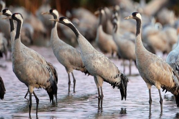 Ilyen még nem volt, a Fertő-Hanság Nemzeti Park területén számolták össze a legtöbb darumadarat Magyarországon