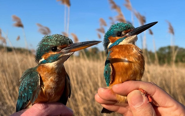 572 madarat gyűrűztek meg