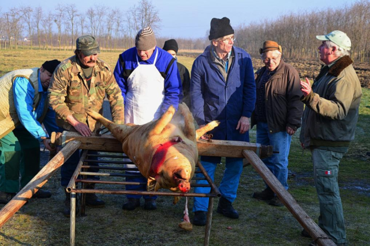 Hagyományőrző disznóölés Vásárosfalun