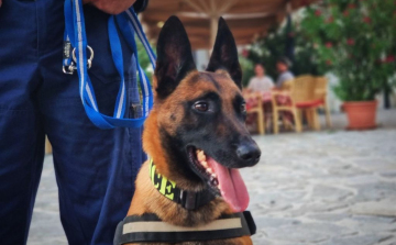Életet mentett a Fertő-tónál a rendőrségi kereső kutya