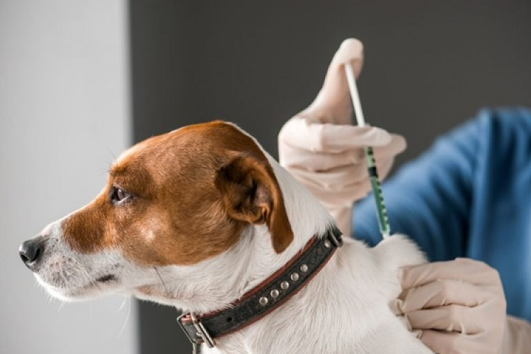 Eboltás Bősárkányban