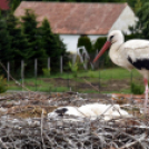 A megszületett kis gólyák látványgyűrűzése Szanyban. 