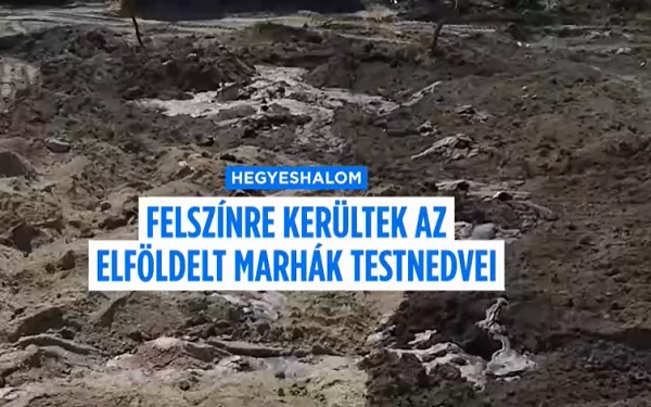 Undorító állapotok, vezetési káosz a száj- és körömfájás járvány kapcsán
