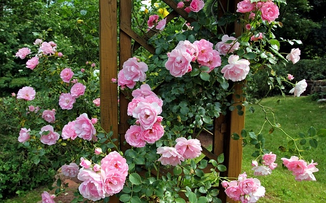 A rózsafajták téli védelme és metszésük